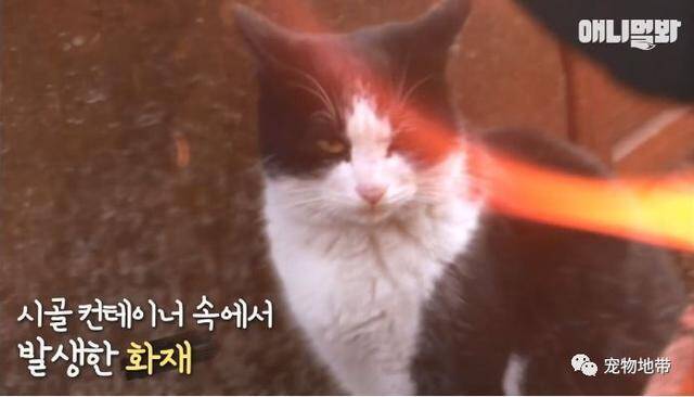 好心大叔收养受伤流浪猫 之后猫咪竟成了他的救命恩人