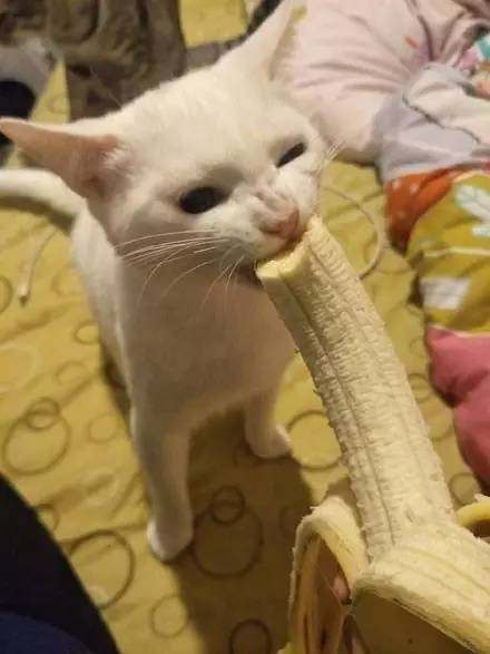 捕捉一只爱吃香蕉的猫....只是这神情....