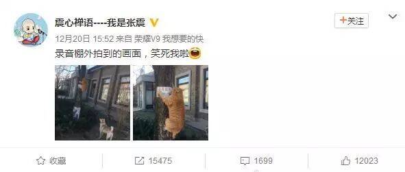 网友发了两张猫被狗追到树上的照片，看完让人笑出猪叫声