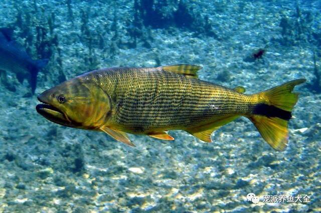 每日一鱼 | 漂亮、凶猛大型观赏鱼：黄金河虎