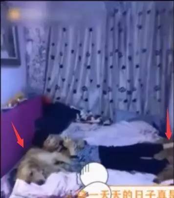 狗狗被主人当枕头用，等主人睡着后，狗狗就这样报复主人笑喷了！