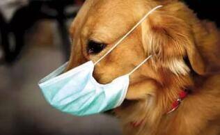 英病毒学专家:宠物狗不会传染新冠病毒,没必要制造恐慌!