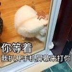 喵主子差点走失，回来后竟然还对铲屎的各种埋怨…