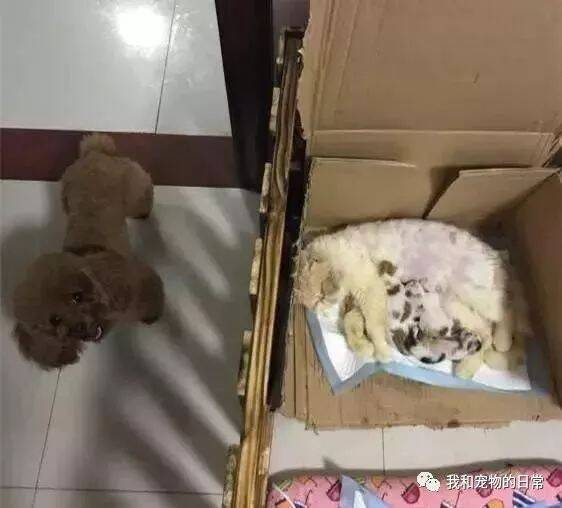 家里的母猫生了一窝小猫咪，泰迪喜当爹，把小奶猫温柔护在怀里！