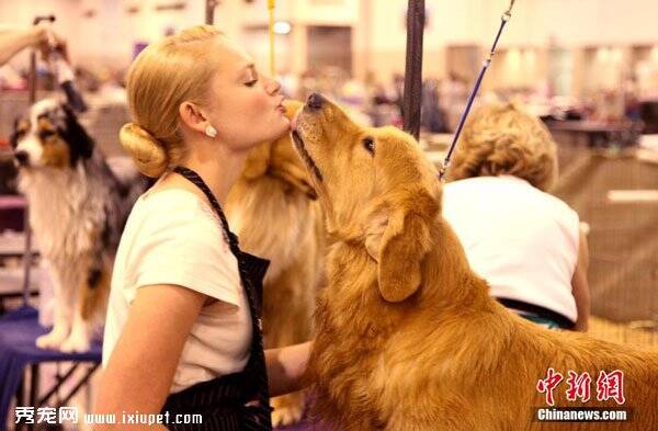 第38届“世界名犬展”在休斯敦举行 1万多只狗齐聚一堂