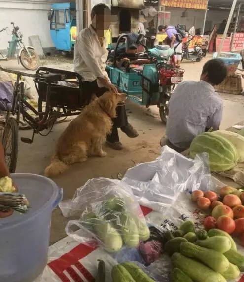 卖菜大爷带金毛来菜场，结果走到这个地方金毛就再也走不动啦！