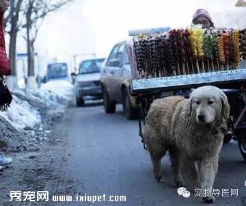 子不嫌母丑,狗不嫌家贫,然而...