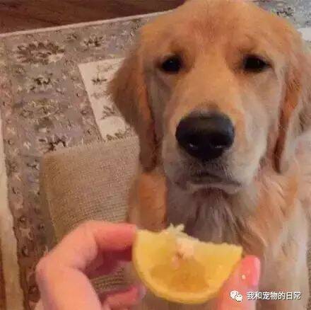 主人拿了一个柠檬给金毛吃，结果吃了一口它就......
