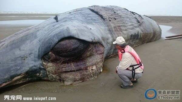 请不要再乱扔垃圾 人类污染海洋间接害死抹香鲸