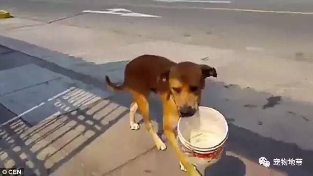 狗狗咬着水桶到处向人乞讨．．．网友：心痛之余，不得不赞牠聪明