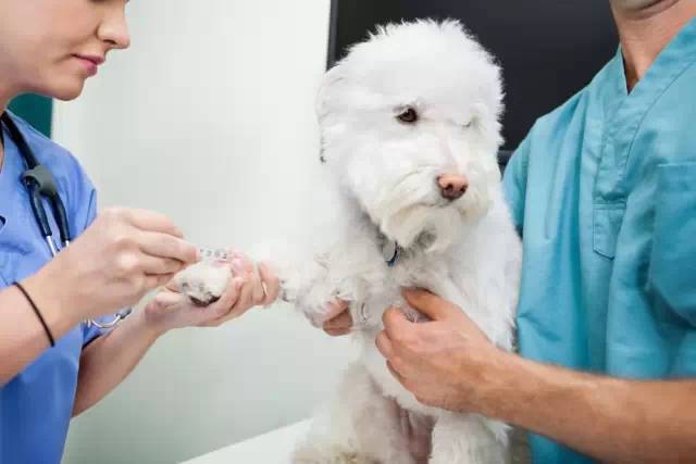 养狗必须要打疫苗，狗狗预防针基础知识！