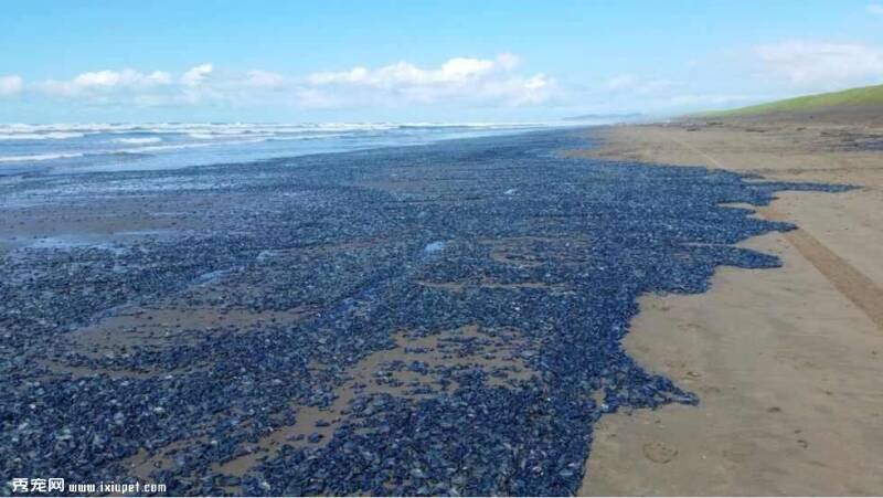 美国西海岸上亿蓝色水母尸体成海岸风景线【图】