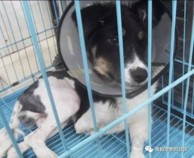 一只狗狗遭遇车祸后，主人索要5千赔偿后竟直接抛弃了狗狗！