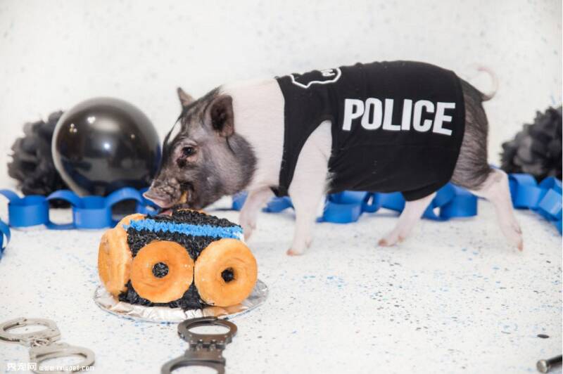 宠物小猪经过训练，已正式上岗成为警猪，却让人充满安全感