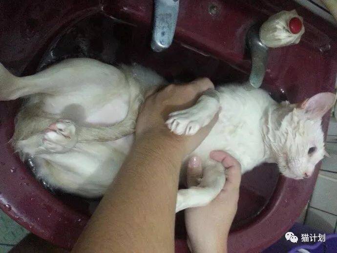 流浪猫咪被网友救回来后，竟然一直在笑……