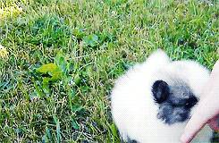 狗狗的婴儿时期，可爱到心都融化了~