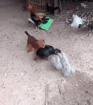 小狗看到2只鸡在打架，马上把它们拉开，结果.....