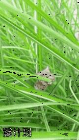 这就是传说中抓住一棵“救命稻草”吗？
