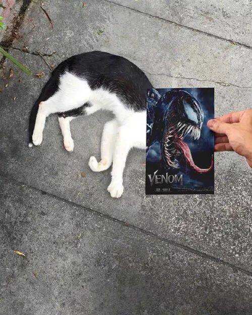 网友发现随便一张猫都可以跟各种电影海报拼贴，每张都笑喷了...