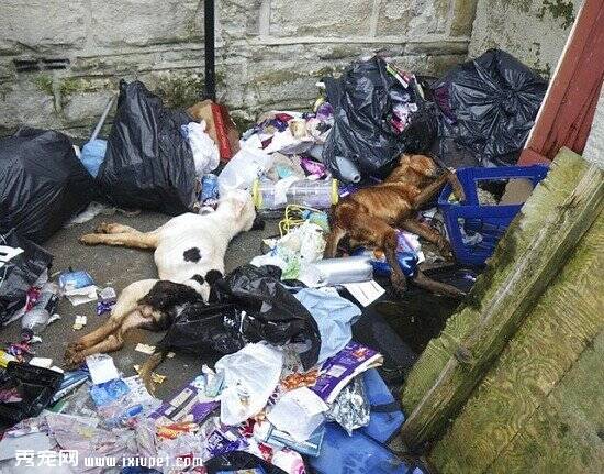 英国女子Sheridan和男友分手 两只狗狗被活活饿死后丢垃圾池