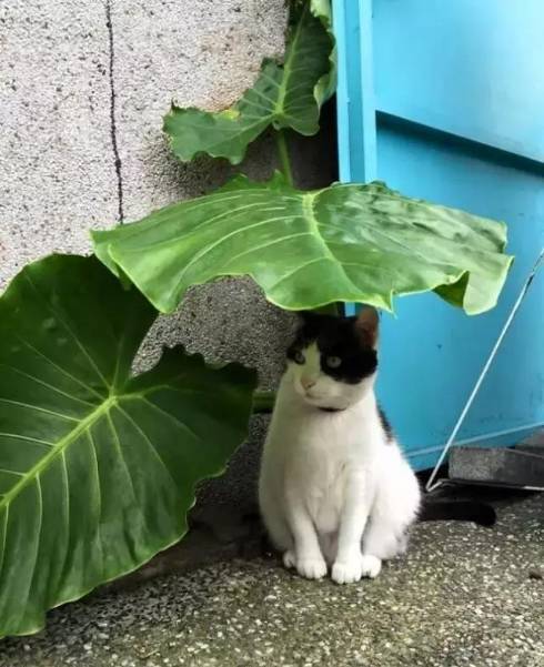 下雨天，遇到一只躲雨的猫咪，此情此景让我先拍为敬