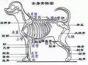 宠物每日小知识-狗狗各项生理结构图谱大全