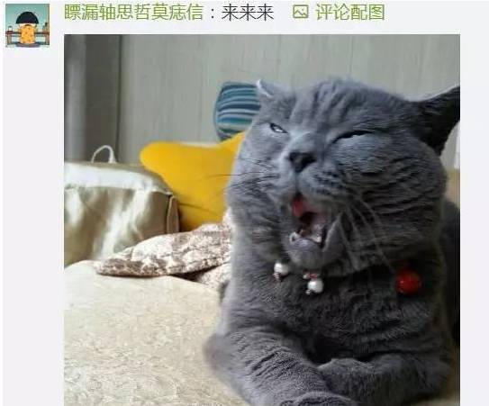 猫...到底能丑到什么地步...