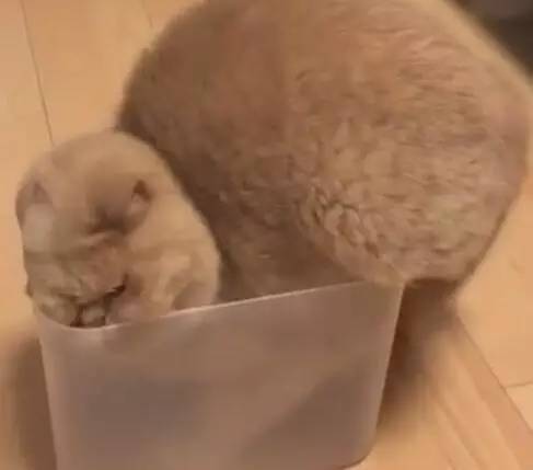 虽说猫咪是水做的 ，但是这个胖橘猫，好像真的睡不进这盒子！
