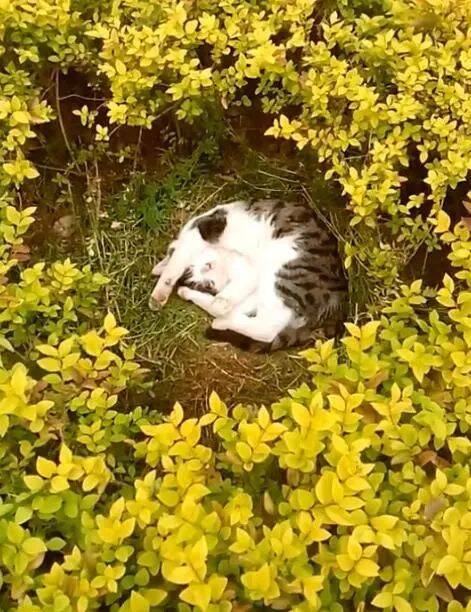 流浪猫躺在万花丛中晒太阳，简直就是猫咪的世外桃源，太会享受了