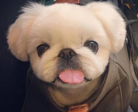 为什么那么多人喜欢小型犬？这应该是最好的答案...