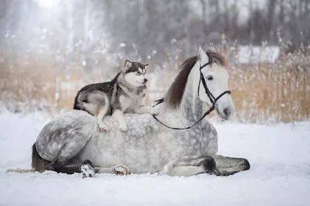 主人拍摄下哈士奇跟马在雪地里的合照，简直美爆了....