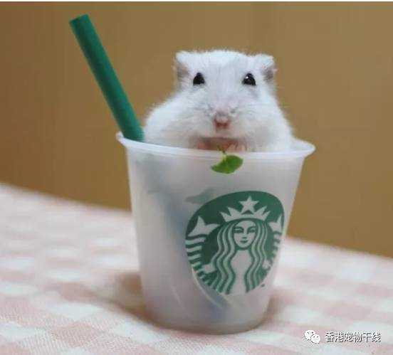 超可爱的杯子仓鼠，要来一杯吗？