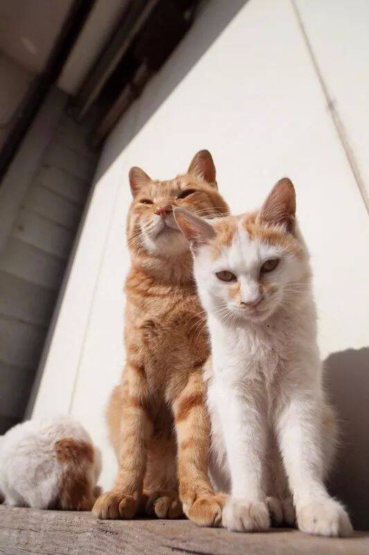 情人节快乐，祝大家早日脱单，算了，祝大家早日有猫！​​​​