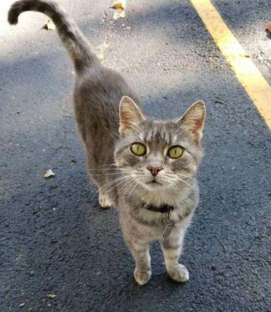 流浪猫害怕人类接近，6年来却在小哥的车里寻求庇护