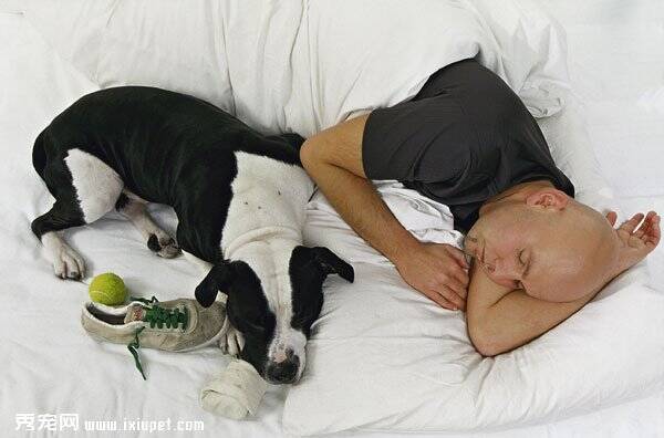 研究表明有宠物陪伴时 主人睡眠质量有所提高【图】