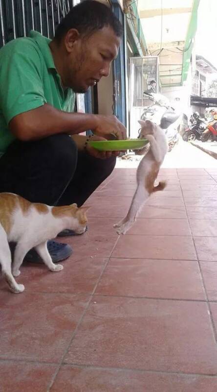 锻炼身体从小猫开始，一边健身一边开饭