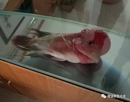 养了两年的罗汉鱼躺了一个月，不吃也不死，最后……