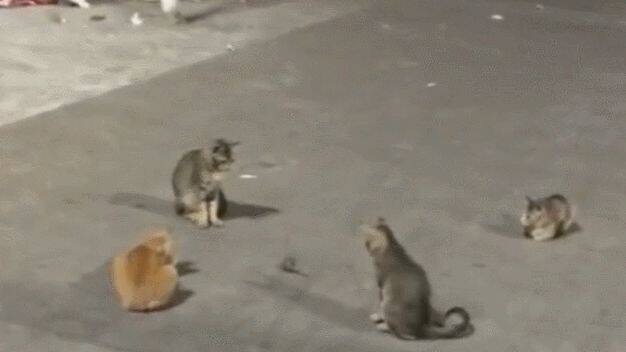 老鼠出门遇到街霸猫，足足被四只猫咪围攻，网友：保护费没给吧