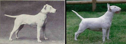 八种犬类100年的品种改良过程
