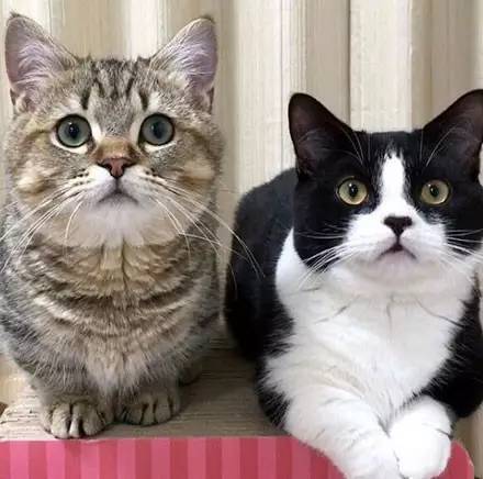 养了这两只猫，网友的血槽就没满过了…