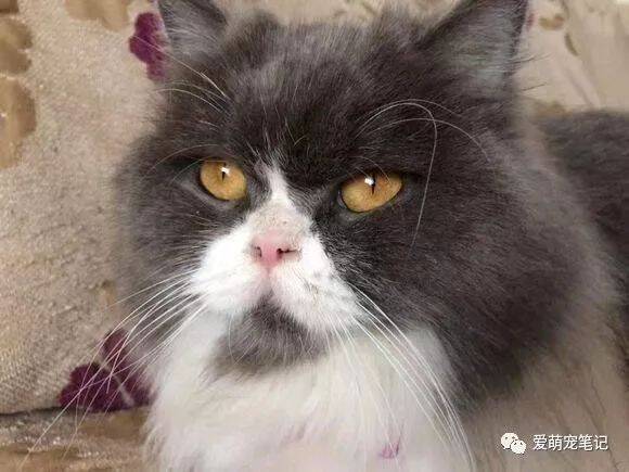 养一只好吃懒做的猫咪是什么体验：天热抢沙发，天冷会自觉上床睡