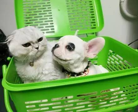 猫狗被装同一篮子里，猫咪看着一脸智障的狗狗，嫌弃的不行