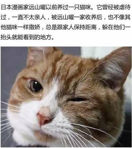 爱猫去世七年后，他才明白它眨眼睛的真正意义...