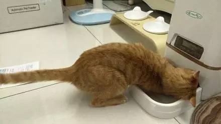 给橘猫买了个定量喂食机，猫咪每次吃完都心有不甘