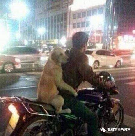 别人家的狗狗都是自己走路遛弯，但这狗从来不走，只坐摩托车！