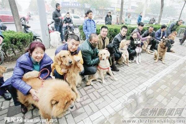 宠物相亲大会已落幕 五只金毛成功脱单！