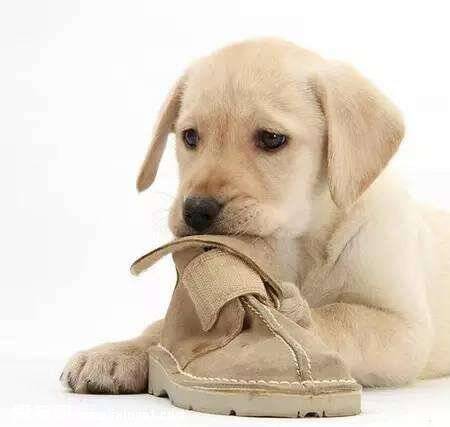 狗狗为什么喜欢咬主人的袜子或鞋子【图片】