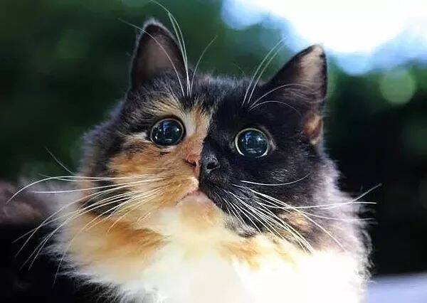 尽管眼睛看不见，但它却是我看过的最美的玳瑁猫…