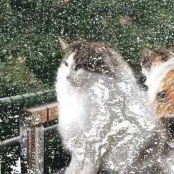 长毛猫的喵生究竟有多心累？除了舔毛费劲，最大的烦恼就是…