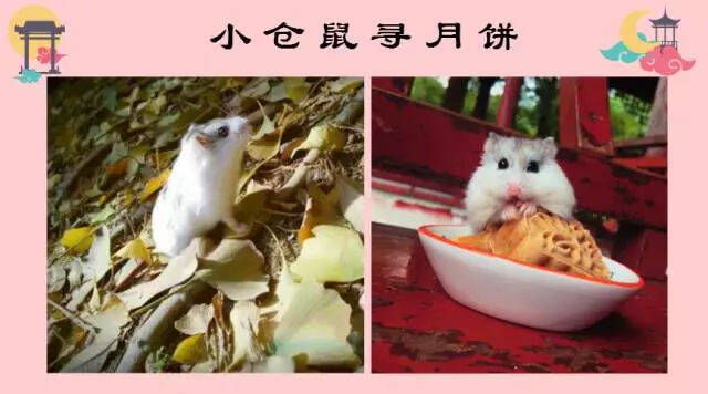 中秋特辑 | 小仓鼠寻月饼